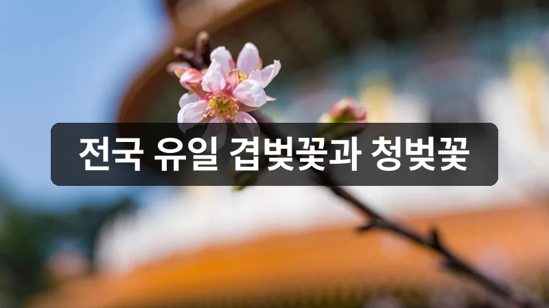 개심사 겹벚꽃 개화시기 전국 유일 청벚꽃 안내