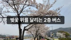 진해군항제 벚꽃 투어버스 노선과 명소