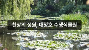 옥천 수생식물학습원 대청호 수련 풍경